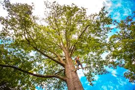 Best Aeration Services  in Emerald Lakes, PA