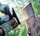 Best Tree Disease Treatment  in Emerald Lakes, PA