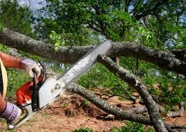Best Tree Preservation Services  in Emerald Lakes, PA