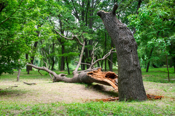 Best Lawn Maintenance Plans  in Emerald Lakes, PA