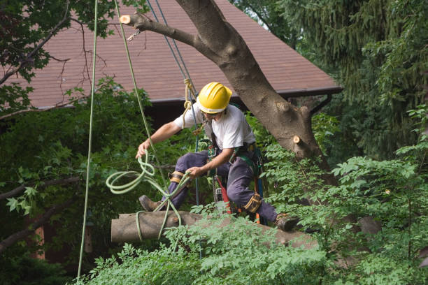 How Our Tree Care Process Works  in  Emerald Lakes, PA