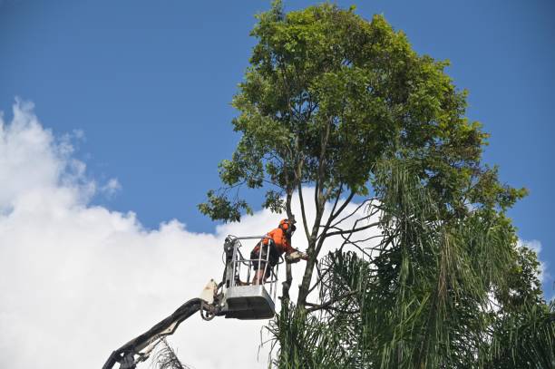Best Hazardous Tree Removal  in Emerald Lakes, PA