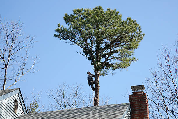 Reliable Emerald Lakes, PA Tree Care Solutions