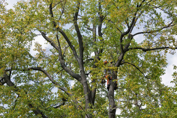 Best Emergency Tree Removal  in Emerald Lakes, PA