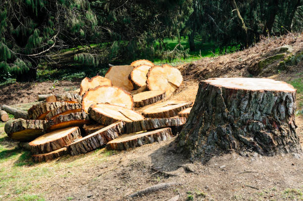 Best Tree Trimming and Pruning  in Emerald Lakes, PA